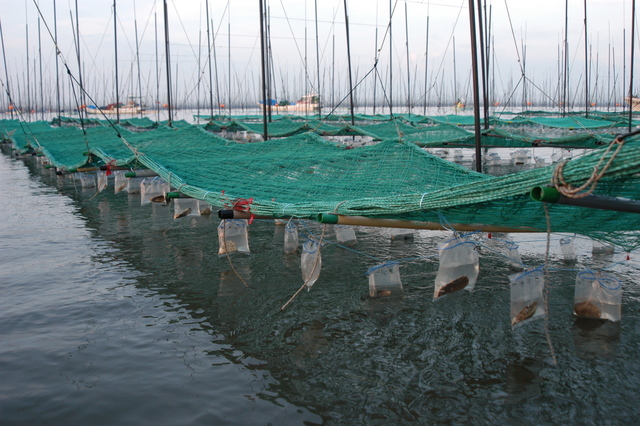 海苔の養殖場にて、水面に張られた緑色のネットから支柱がたち、カキ殻などの資材が入った透明なビニール袋が無数に吊り下げられているノリ種付けの写真