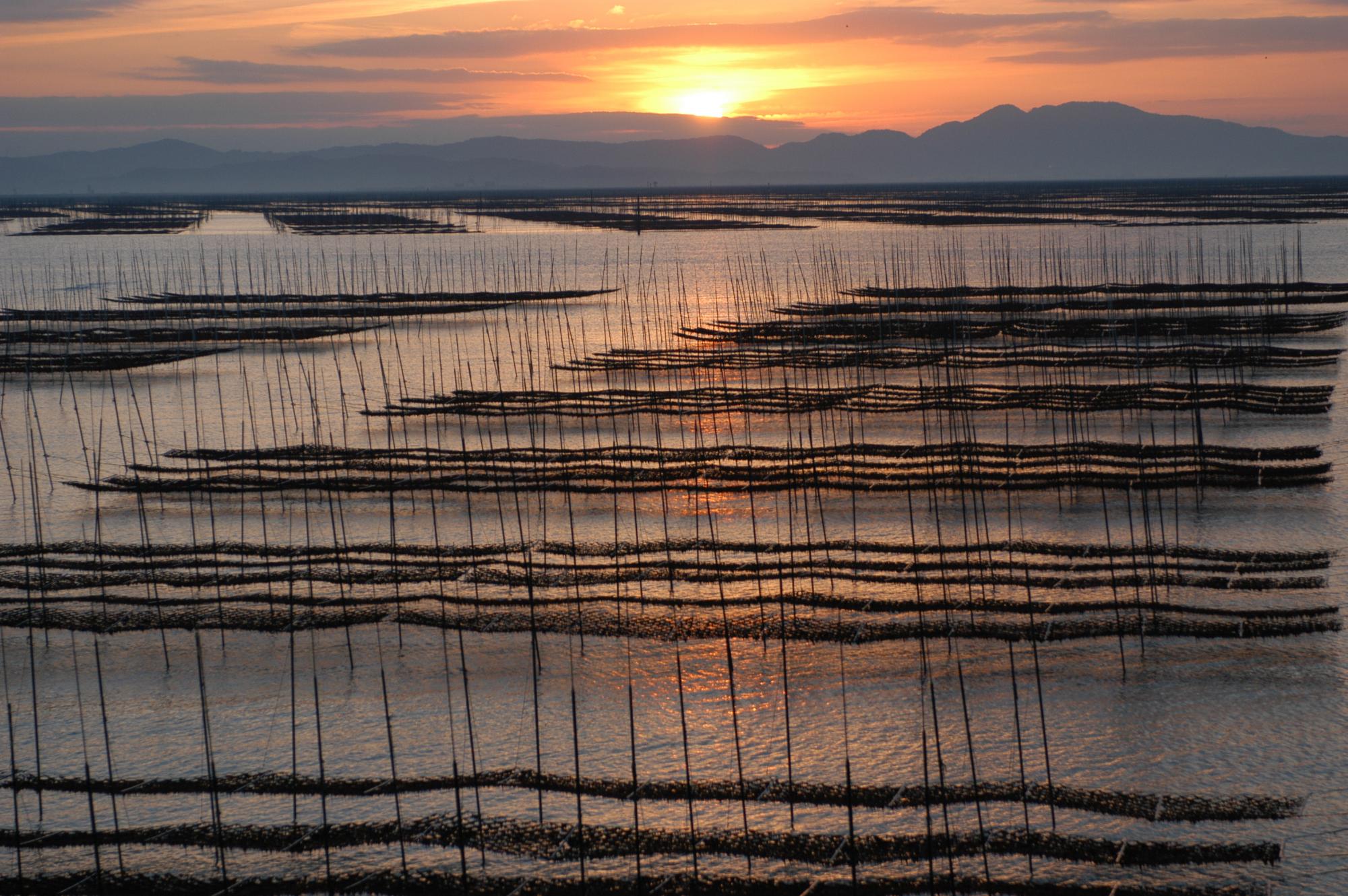 夕日に照らされる海と海苔網