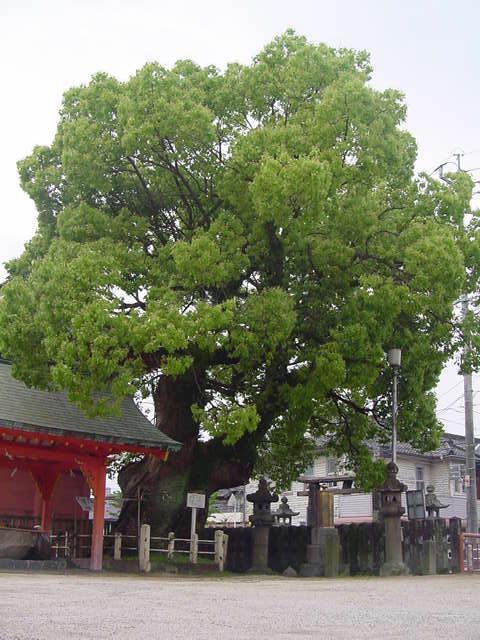 神社の境内に立つ伝統的な木造建築のすぐ傍らで、太い幹から力強く枝を伸ばした巨木が、青々と茂った葉をこんもりと蓄えて雄大な樹冠を形成しそびえ立つ與賀神社のクスノキの写真