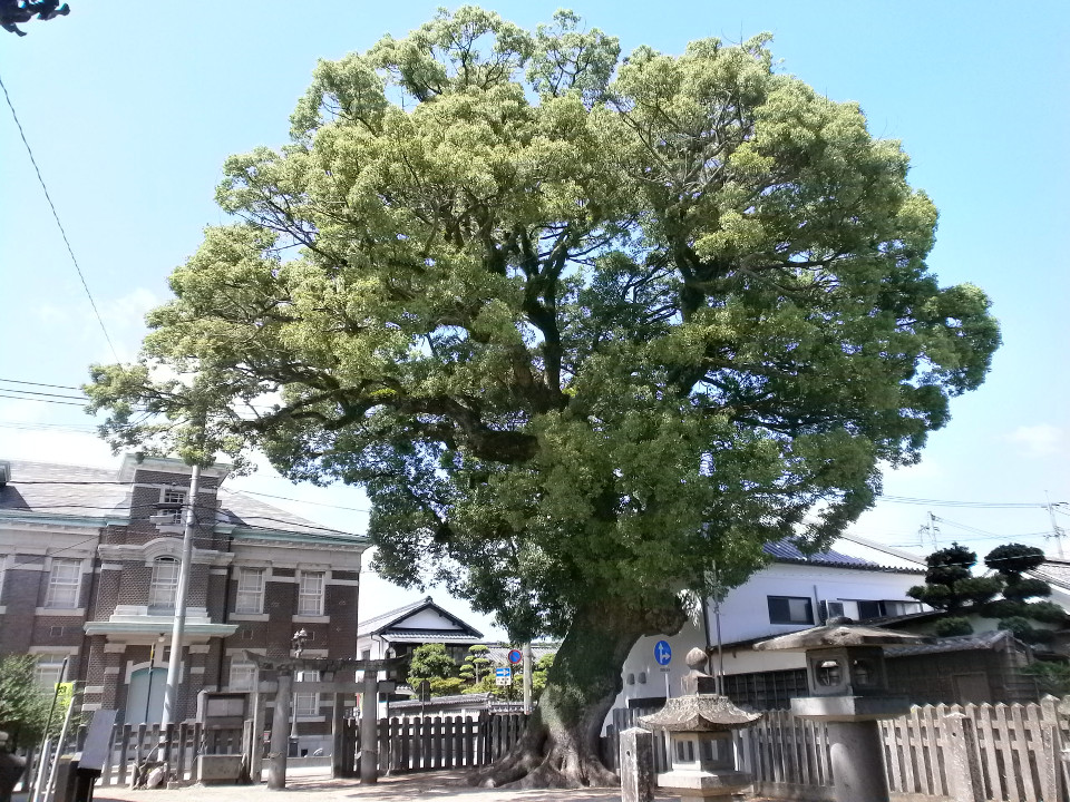 空を背に堂々とそびえ立つ巨大なクスノキの古木が画面中央にあり、その周囲には石灯籠や鳥居、さらに背景にはレンガ造りの洋館や瓦屋根の伝統的な日本家屋が建ち並ぶ写真