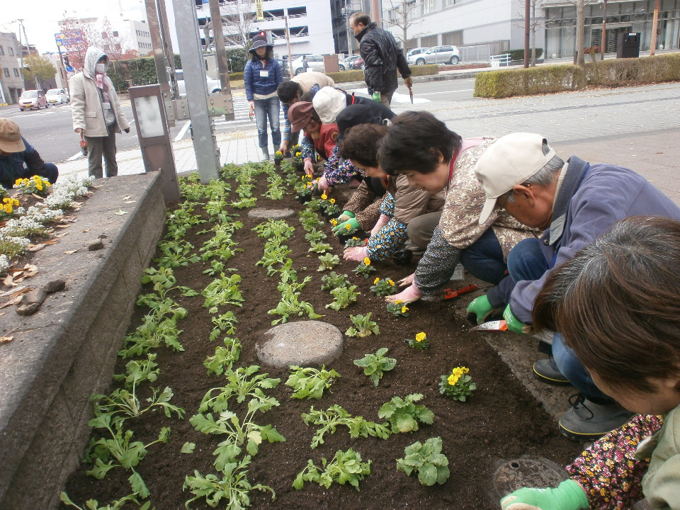 市街地の歩道沿いにある花壇で、帽子や手袋を身に着けた大勢の市民が協力し、整えられた土壌に黄色いパンジーなどの苗を等間隔に手際よく植え付けている様子を捉えた写真