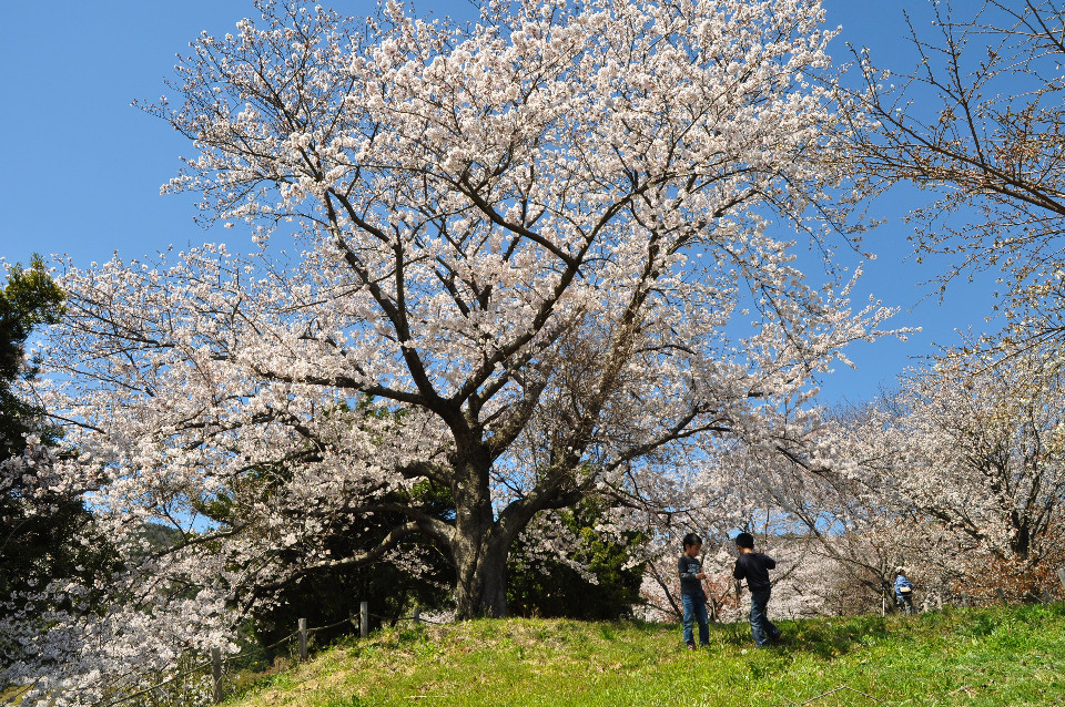 満開の桜の花を咲かせた立派な一本の大樹が丘の上に立ち、その木陰の芝生で二人の子供が楽しそうに遊んでいる写真
