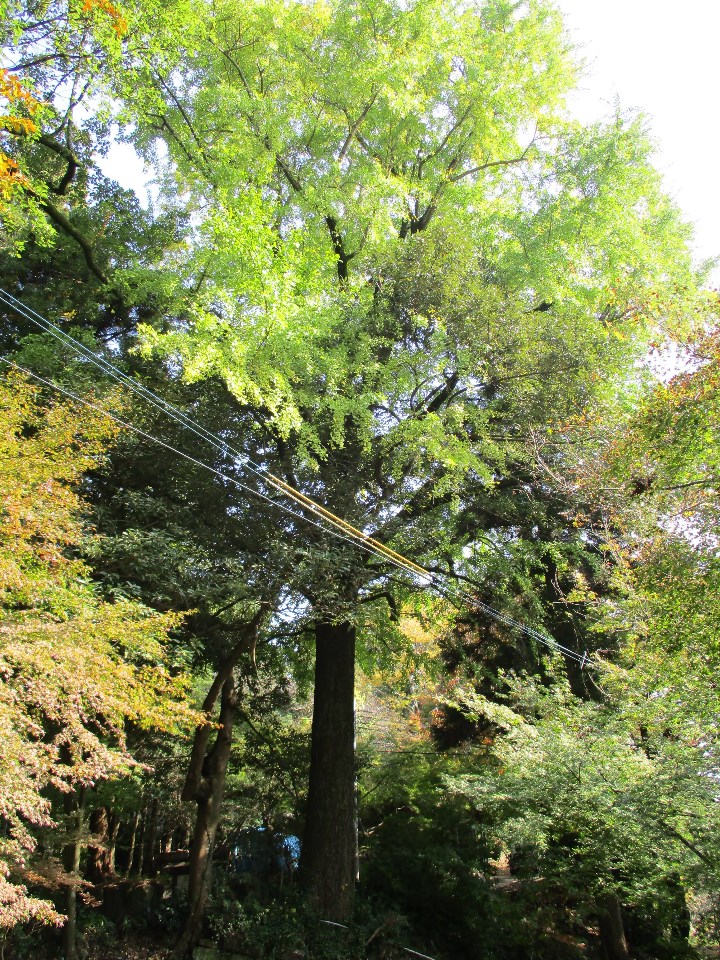 陽光が差し込む深い森の中で、太く真っ直ぐに伸びた一本のイチョウが、周囲の木々よりも高く突き抜けるように青々とした葉を豊かに茂らせている写真