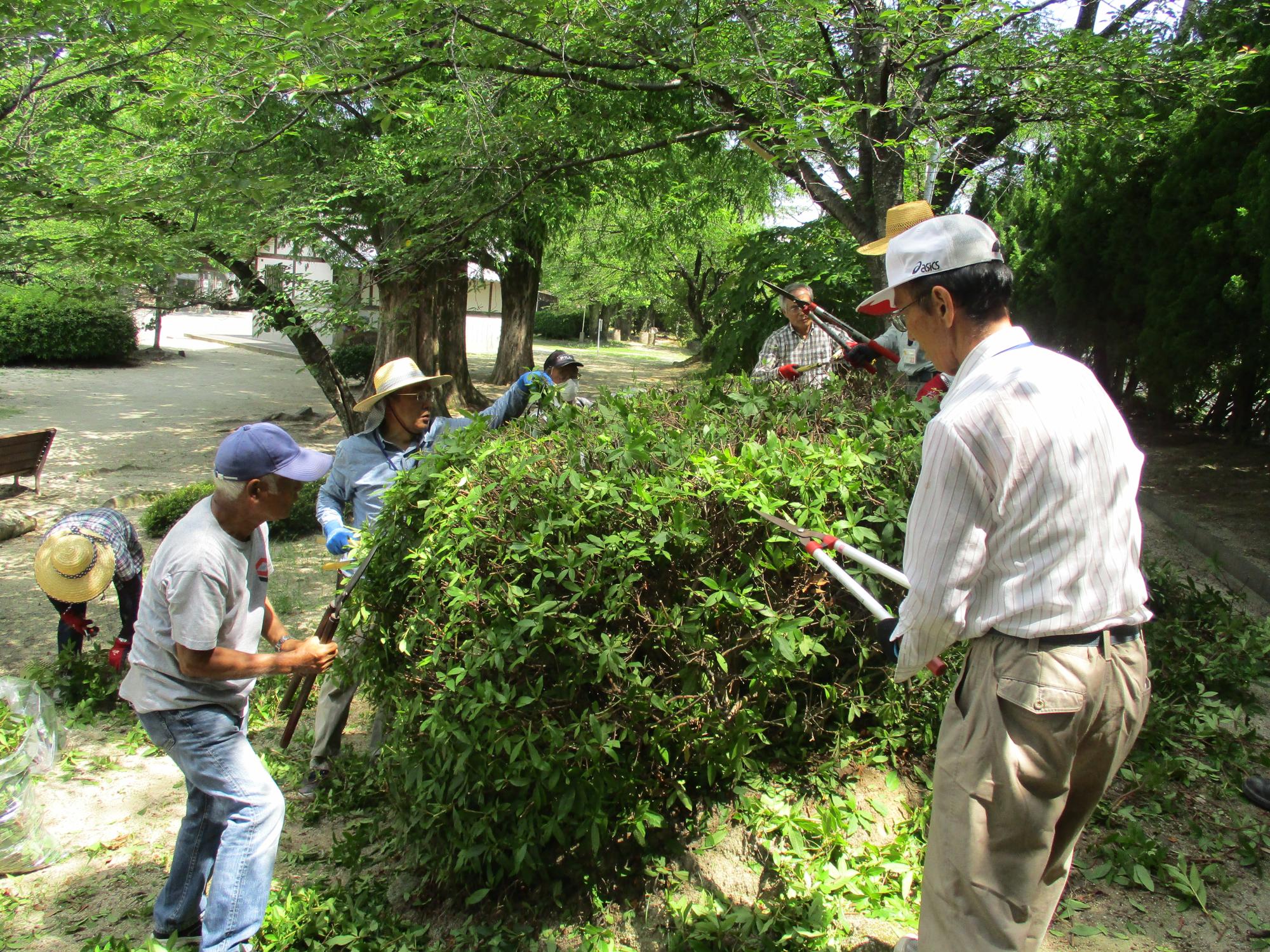 公園や庭園で数人の男性が大きな剪定ばさみを使って生い茂った緑の植え込みを丁寧に整えており、周囲には切り落とされた枝葉が散らばっている屋外での作業風景を捉えた写真