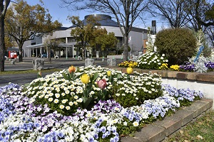 近代的な円形屋根の建物を背景に、レンガ造りの花壇の中で白いノースポールや薄紫色のパンジーがこんもりと咲き誇り、その間から黄色やピンクのチューリップが咲いている写真