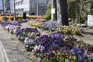建物の立ち並ぶ市街地の歩道沿いに設けられた花壇に、濃い紫や淡い紫、黄色といった色鮮やかなパンジーが曲線を描いて植えられている写真