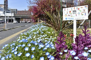 国道沿いの歩道に設置された花壇での白いロゴ入り看板の周りに淡い青色のネモフィラや濃紫色の葉ボタンが満開に咲いている写真
