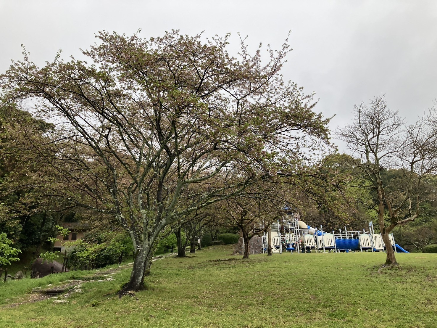 手前に大きな桜の木が立ち、奥の芝生の広場には青と白の配色が特徴的な大型の複合遊具や滑り台が設置されている公園の風景を捉えた広角の写真