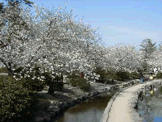 緩やかにカーブする細い水路に沿って、満開の白い花を咲かせた桜並木が続き、水面に映る花影や並木道を散策する人々の姿が映っている神野公園の写真
