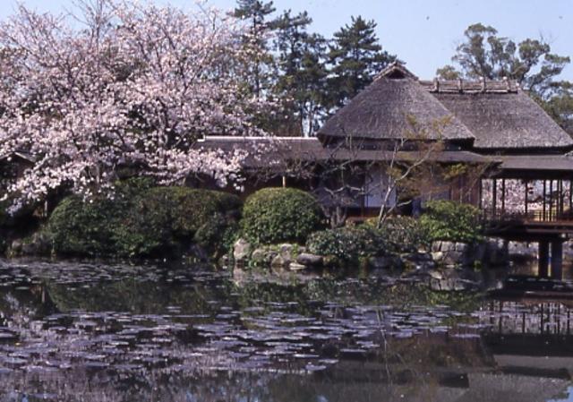 静かな水面にスイレンの葉が浮かぶ池のほとりに、満開の桜並木に包まれるように建つ茅葺き屋根の歴史的な建物と、その風情ある景観が水面に上下反転して映り込んでいる様子を捉えた写真
