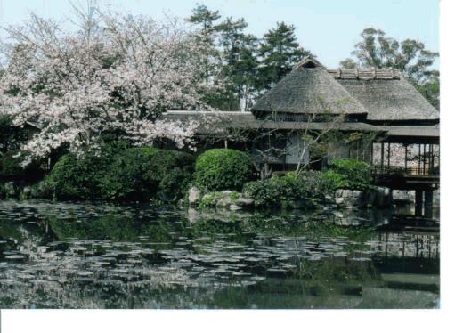 静かな水面にスイレンの葉が浮かぶ池のほとりに、満開の桜並木に包まれるように建つ茅葺き屋根の歴史的な建物と、水面に美しく上下反転して映り込んでいる様子を捉えた隔林亭の写真