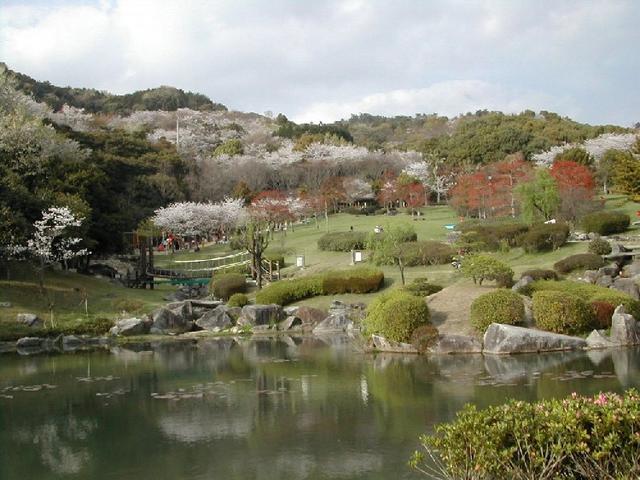 穏やかな水面に周囲の木々が反射する池のほとりから、満開の桜と赤く色づいた紅葉が混在する緑豊かな丘の公園を望む、自然の美しさと静寂な雰囲気が伝わる奥行きのある金立山いこいの広場の写真