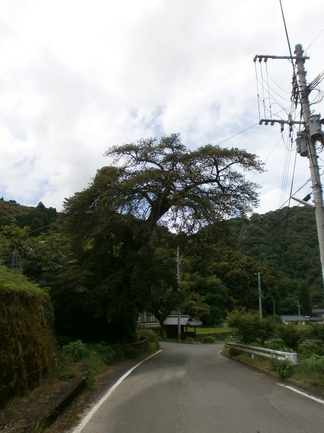 緩やかなカーブを描くアスファルトの道路沿いに、大きく枝を広げたイヌマキがそびえ立ち、背景の深い緑の山々や電柱が見える写真