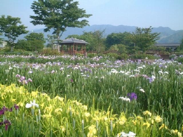 手前に広がる鮮やかな黄色の花菖蒲と奥に咲く白や紫の花々が美しいコントラストを成し、背景には木々に囲まれた東屋と遠くの山並みが調和する庭園風景を捉えた写真