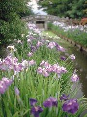 手前に薄紫や濃い紫の花が咲き誇り、奥には穏やかな水面に映る風情ある石造りの太鼓橋と周囲の豊かな緑が広がる景観を捉えた写真