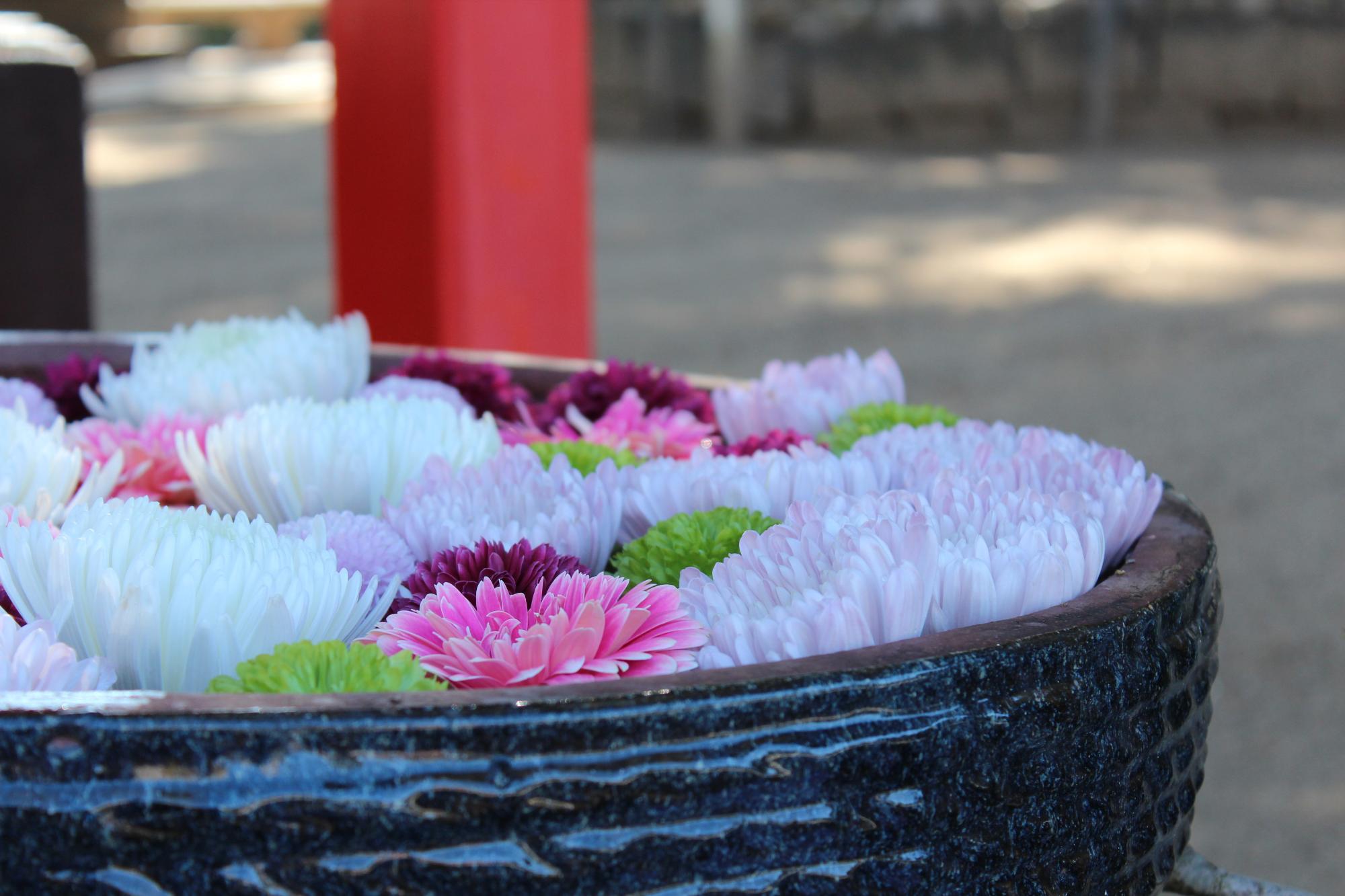 色とりどりの菊の花々が水を張った黒い鉢いっぱいに浮かび、柔らかな日差しの下で赤い柱を背景に彩りよく並ぶ写真