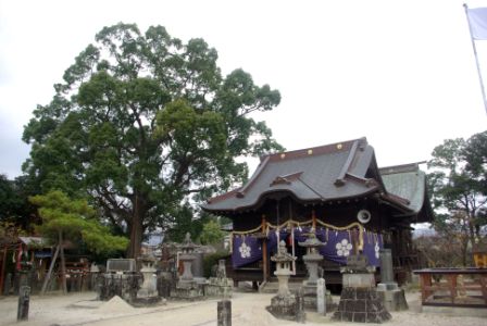 大きな常緑樹の横に紫の幕で飾られた神社の拝殿があり、周囲には複数の石灯籠や石碑が並ぶ蛎久天満宮の写真