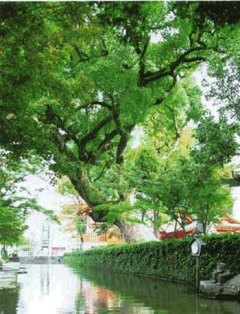 奥に朱色の鳥居が見える生け垣が続く川沿いに、佐嘉、松原神社のクスノキ群が水面に覆いかぶさるように茂っている写真