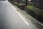 アスファルトの道路脇に白線が引かれ、その横に低く切り揃えられた植え込みと黒い柵が奥へと続く、車道の路肩にごみが捨てられている写真