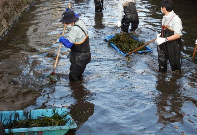 浅い水路で複数の作業者が胴長を着て水草を熊手でかき集め、青い容器に積み込んで清掃作業を進めている様子の写真
