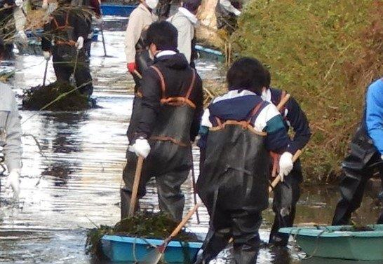 浅い水路で胴長姿の複数の作業者が熊手で水草を集めて青い容器に積み込みながら進む様子の写真