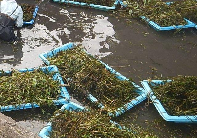 泥水の広がる水路に多数の青い容器が水草を満載して浮かび、作業者が回収作業を進めている様子の写真