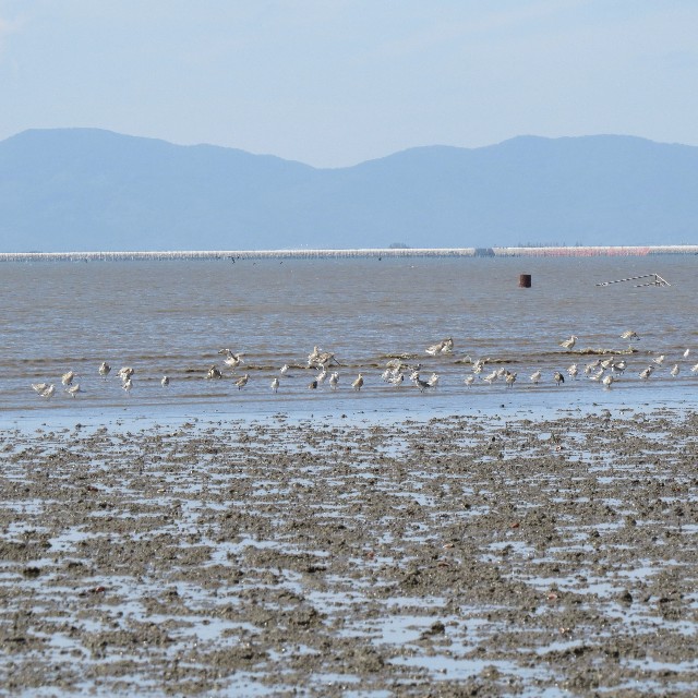 広大な干潟の波打ち際で、白や灰色の多くの水鳥たちが羽を休めたり歩き回ったりしており、背景には穏やかな海面と遠くの山並みが広がる、自然豊かな干潟の風景を水平なアングルから捉えた写真