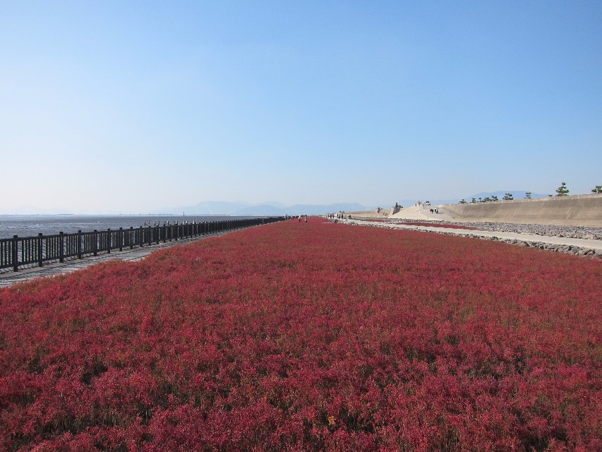 抜けるような青空の下、海岸線に沿って真っ赤に紅葉したシチメンソウが絨毯のように一面に広がり、その横には木製の柵がある遊歩道と堤防が遠くまで真っ直ぐに続いていく秋の穏やかな干潟の風景を捉えた写真