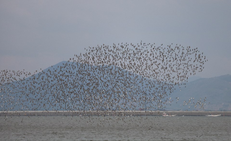 曇り空の下、波立つ海面の上空を無数の野鳥が大きな群れをなし、背景にそびえる青い山影や防波堤を覆い尽くすようにして一斉に飛び交う、圧倒的な自然の生命力を感じさせる躍動感あふれる風景を遠景から捉えた写真