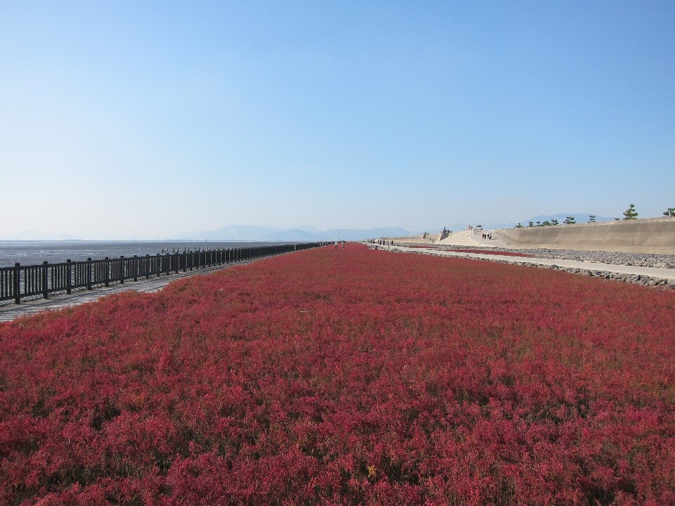 抜けるような青空の下、海岸線に沿って真っ赤に紅葉したシチメンソウが絨毯のように一面に広がり、その横には木製の柵がある遊歩道と堤防が遠くまで真っ直ぐに続いていく秋の穏やかな干潟の風景を捉えた写真