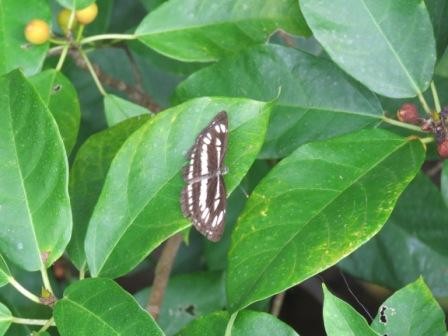 濃い緑の葉が生い茂る木の中で黒地に白い帯状の模様を持つコミスジが、羽を広げて緑色の葉の上に静かに止まっている写真