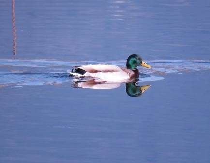 濃い緑色の光沢のある頭、白い首の輪、栗色の胸を持つマガモのオスが、青い水面に浮かび、その鮮やかな姿が水面に反射している写真