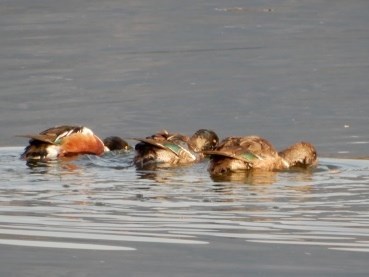 ハシビロガモが3羽横に並んで水面に頭を突っ込んでいる写真