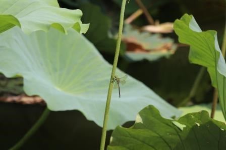 大きく広がる蓮の葉の中、長く伸びる茎にとまる灰色がかった緑色の胴体と透明な羽を持つギンヤンマの写真