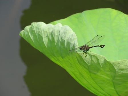 水面に浮かぶ大きな緑色のハスの葉の縁に、胴体の後半に目立つ黄色い斑点と、平たく広がったうちわ状の腹部を持つタイワンウチワヤンマがとまっている写真