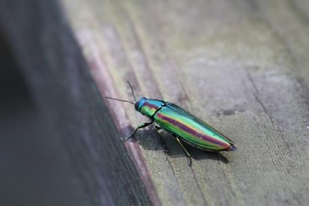 虹色のような光沢をもつ緑と、赤紫の帯を持つヤマトタマムシが、木の板の上にとまっている写真