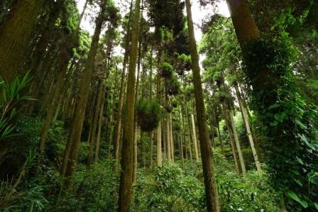 高くそびえ立つ無数の杉の木が密集して生い茂り、木漏れ日が差し込む静かな森の中で、手前の幹には青々とした蔦が巻き付き、足元にはシダなどの多様な植物が自生している豊かな日本の山林風景を、下から見上げるような構図で捉えた写真
