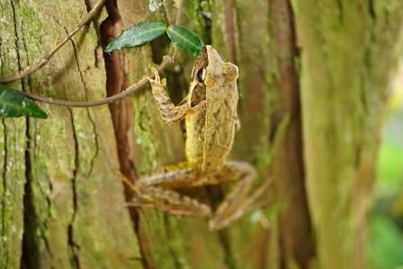 苔の生えた樹木の幹に器用に掴まりながら、周囲の木肌の色に溶け込むような茶色い保護色を纏った細身のニホンアカガエルが、前脚を枝に掛け後ろ脚を広げて垂直に静止している様子の写真