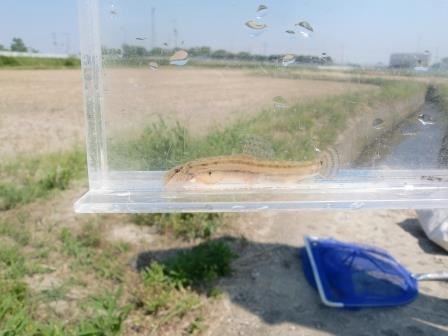 屋外の田園地帯を背景に、透明なプラスチックの観察ケースの中でじっとしている、細長い体に茶色い斑点模様があり、尾びれに数本の横縞が入ったアリアケスジシマドジョウを、地面に置かれた青いタモ網と共に捉えた写真