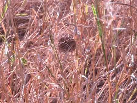 枯れ草が密集して生い茂る野原の中で、細い草の茎に絡みつくように作られた、丸い形をした茶色い繊維状の塊のカヤネズミの巣が、周囲の風景に溶け込むようにひっそりと存在している様子を中央に捉えた写真