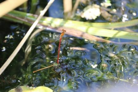 水草が密に生い茂る浅い水辺で、水面から突き出た細い植物の先端に、鮮やかな赤い色をした細長いベニイトトンボが垂直に止まって羽を休めている様子を、周囲の緑豊かな自然環境と共に捉えた情緒溢れる写真
