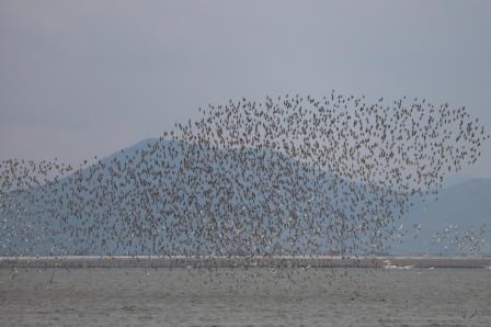 曇り空の下、波立つ海面の上空を無数の野鳥が大きな群れをなし、背景にそびえる青い山影や防波堤を覆い尽くすようにして一斉に飛び交う、圧倒的な自然の生命力を感じさせる躍動感あふれる風景を遠景から捉えた写真