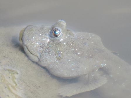 浅瀬の砂地に体を半分沈めながら、水面から大きな目だけを出し周囲を警戒しているような、白っぽくザラザラとした質感の皮膚を持つムツゴロウの頭部を至近距離から克明に捉えた、躍動感のある自然の生態写真