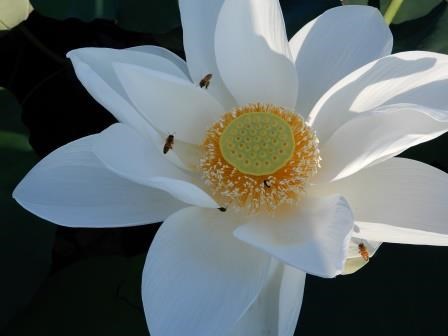 白い花びらを大きく広げ、中央には黄緑色の花托と黄色い雄しべのついたハスの花の写真