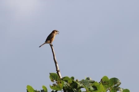 青白い空を背景に、茶色と白の羽毛を持つモズが、緑の葉をつけた木の上から突き出た枯れた細い枝の先端に止まり、嘴を開けている写真