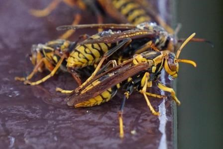 木製の台の上に黄色と黒の縞模様を持つスズメバチが複数匹集まって重なり合っている写真