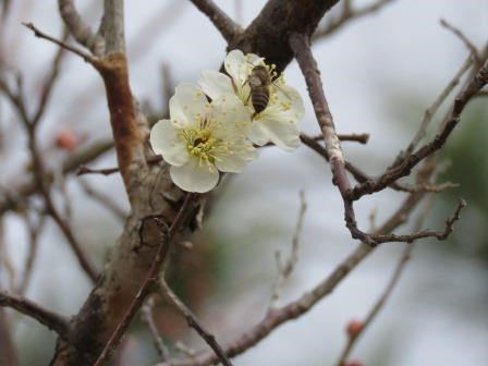 茶色の枝の上に咲いた、ミツバチがとまっている2輪の白い梅の花の写真