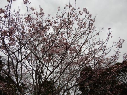 細い枝が上部に向かって広がり、淡いピンク色の小さな花が密集して咲いている桜の木の上部を写した写真