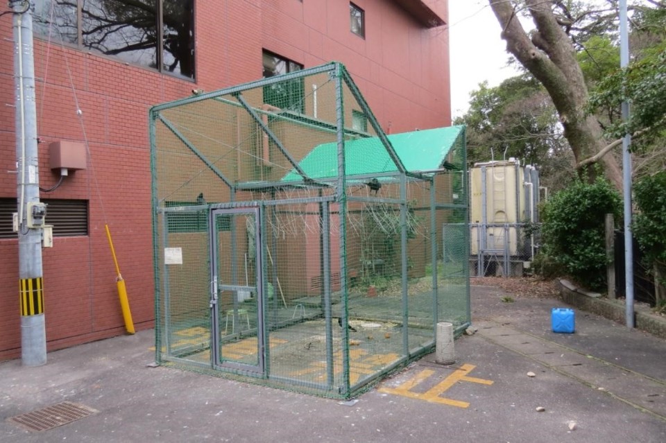 茶色のレンガ壁の建物の裏手に、緑色のネットで囲われた頑丈な金属フレーム製の大型のカラス捕獲用ケージが設置されており、内部に数羽のカラスが閉じ込められている様子を捉えた写真