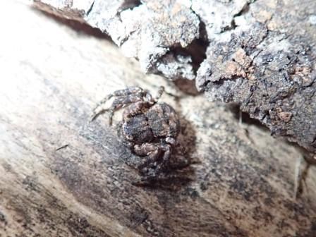 皮がはがれた木の上に暗い茶色と灰色の不規則な斑点模様を持つ小さなキハダカニグモがとまっている写真